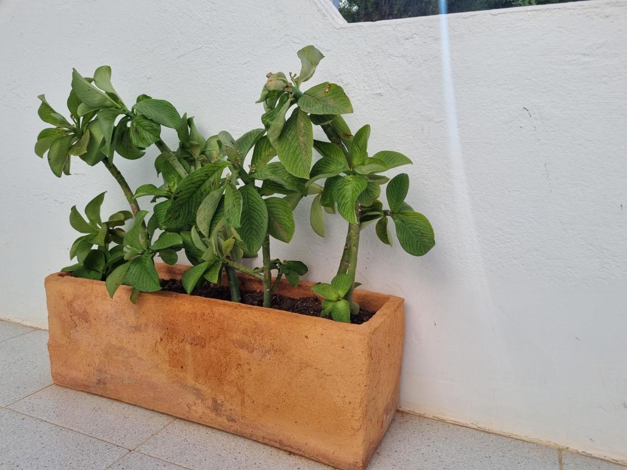 La Casa De Las Palomitas Corralejo Exteriör bild